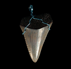 High Quality Great White shark tooth necklace for sale | Buried Treasure Fossils