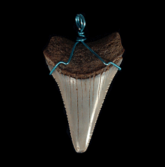 High Quality Great White shark tooth necklace for sale | Buried Treasure Fossils