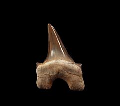 Parotodus species tooth from Peru for sale | Buried Treasure Fossils