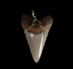High Quality Great White shark tooth necklace for sale | Buried Treasure Fossils