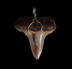 High Quality Great White shark tooth necklace for sale | Buried Treasure Fossils