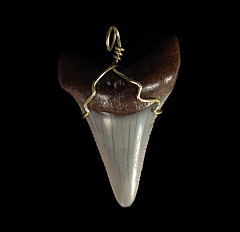 High Quality Great White shark tooth necklace for sale | Buried Treasure Fossils