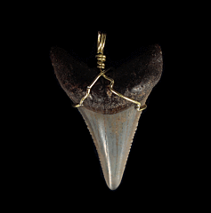 High Quality Great White shark tooth necklace for sale | Buried Treasure Fossils