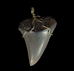 High Quality Great White shark tooth necklace for sale | Buried Treasure Fossils