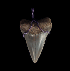 High Quality Great White shark tooth necklace for sale | Buried Treasure Fossils