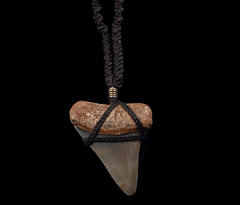 High Quality Great White shark tooth necklace for sale | Buried Treasure Fossils