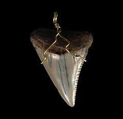 High Quality Great White shark tooth necklace for sale | Buried Treasure Fossils