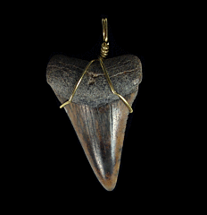 Cheap Peru shark tooth necklace for sale | Buried Treasure Fossils