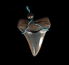 Real Great White necklace from Peru for sale | Buried Treasure Fossils