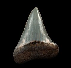 The spike - Peruvian Great White tooth for sale | Buried Treasure Fossils