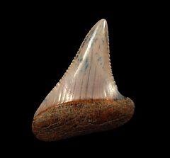 The spike - Peruvian Great White tooth for sale | Buried Treasure Fossils