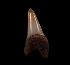 Blue Peruvian Great White shark tooth for sale | Buried Treasure Fossils