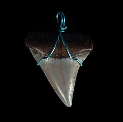 Cheap Great White tooth necklaces | Buried Treasure Fossils