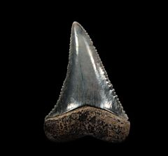 Cheap Peruvian Great White tooth for sale | Buried Treasure Fossils