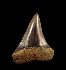 Brown juvenile Peruvian Great White tooth for sale | Buried Treasure Fossils