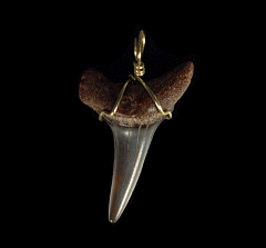 Real Great White tooth necklaces | Buried Treasure Fossils