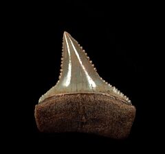 Great White Shark Teeth for Sale | Buried Treasure Fossils