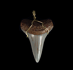 I want a Great White Shark tooth necklace | Buried Treasure Fossils