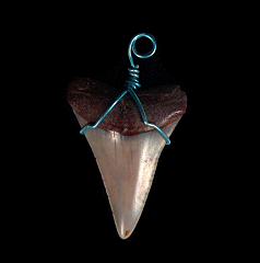 Rare Shark Teeth necklaces from Peru | Buried Treasure Fossils