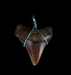 Real pink Great White shark teeth necklaces from Peru | Buried Treasure Fossils