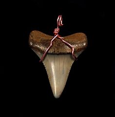 white shark teeth for sale - necklace