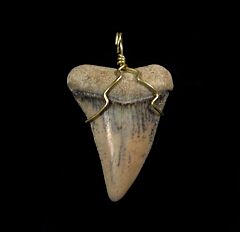 shark teeth necklaces for sale