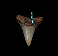 Gold & gray shark tooth necklace for sale