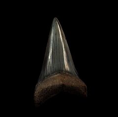 Cheap Peruvian Mako tooth for sale | Buried Treasure Fossils