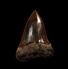 Big Peruvian Carcharodon hastalis tooth for sale | Buried Treasure Fossils