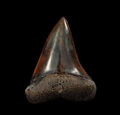 Cheap Peruvian Mako tooth for sale | Buried Treasure Fossils