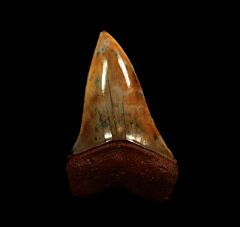 Cheap Peruvian Mako tooth for sale | Buried Treasure Fossils