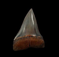 Cheap Peruvian Mako tooth for sale | Buried Treasure Fossils