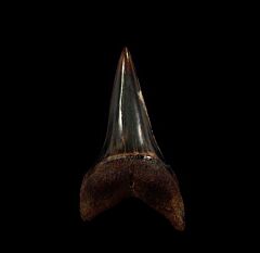 Cheap Peruvian Mako tooth for sale | Buried Treasure Fossils