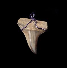 great white shark necklace