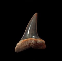 Peruvian Big-tooth Mako shark tooth for sale | Buried Treasure Fossils