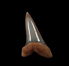 Peruvian Mako tooth for sale | Buried Treasure Fossils