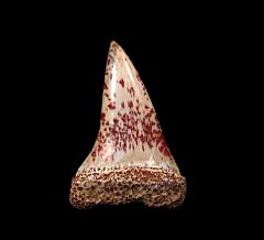 Peruvian Hastalis tooth for sale | Buried Treasure Fossils
