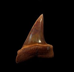 Cheap Peruvian Mako tooth for sale | Buried Treasure Fossils