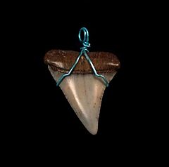 Quality Mako shark necklace