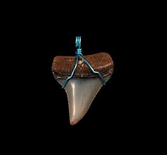 shark tooth necklaces for sale