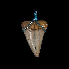 Quality great white shark tooth pendant