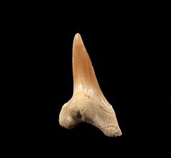 Hemipristis serra tooth from Peru | Buried Treasure Fossils