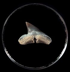 Sphyrna zygaena tooth from Peru | Buried Treasure Fossils