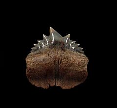 Peruvian Hexanchus griseus tooth | Buried Treasure Fossils