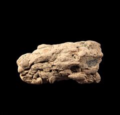 Coprolite - Fossil Shark Dung | Buried Treasure Fossils