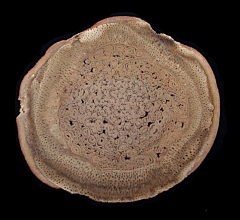 Tietea singularis - Tree Fern Fossil slice | Buried Treasure Fossils