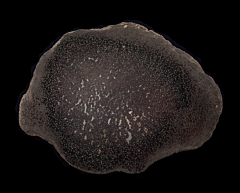 Palmoxylon sp. - Petrified Palm slice | Buried Treasure Fossils