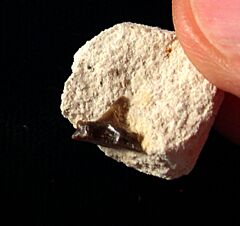 Rare Ctenacanthus occidentalis tooth for sale | Buried Treasure Fossils