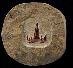Rare Ctenacanthus artiensis tooth for sale | Buried Treasure Fossils