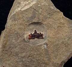 Rare Ctenacanthus obruchevi tooth for sale | Buried Treasure Fossils